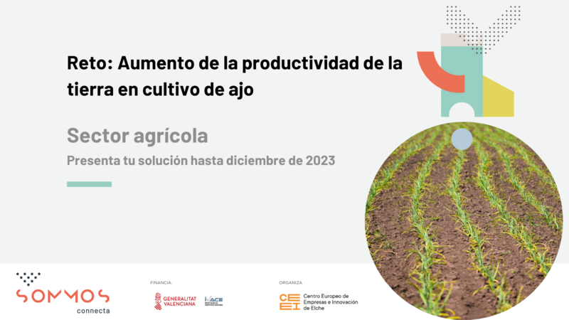 Aumento de la productividad de la tierra en cultivo de ajo