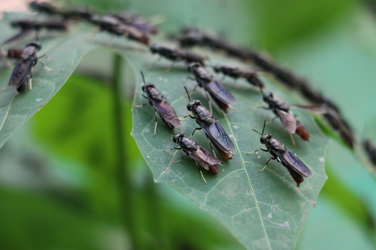 Todo lo que necesitas saber sobre acaricidas, larvicidas e insecticidas