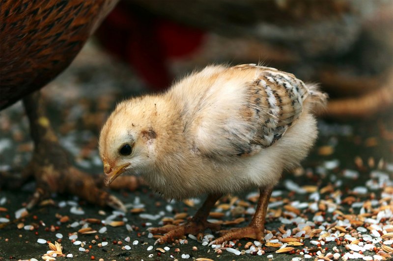 papillas para aves de cria