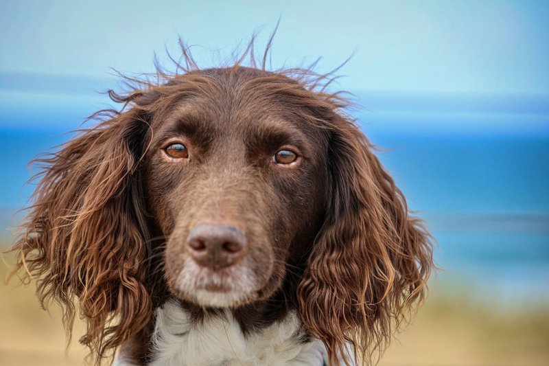 Cmo saber si tu perro necesita un corte de pelo?